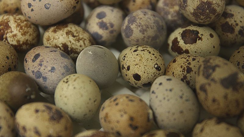 'Nederlands scharrelkwartelei komt uit Franse legbatterij'
