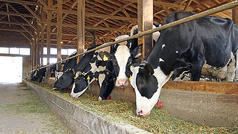 'Snelle inkrimping veestapel is nodig om klimaatdoel te halen'