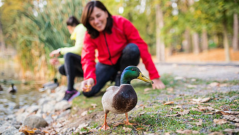 Mag je eenden en andere vogels voeren?