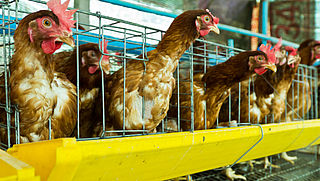 Europees burgerinitiatief tegen gebruik kooien in landbouw
