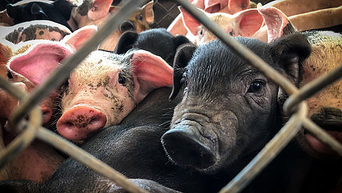 Miljarden aan Nederlands spaargeld gebruikt voor financiering dierenleed