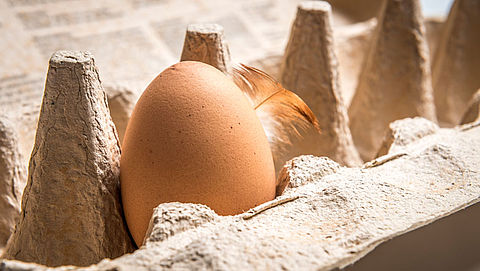 HEMA roept vanwege fipronil verse scharreleieren terug