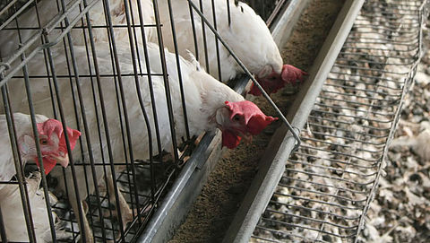 Kippenleed bij Belgische eierproducent Pyfferoen