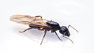 Vliegende mieren: waar komen ze vandaan en wat kun je doen?