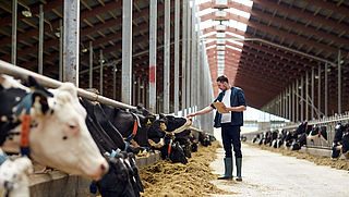 Zuivelproducten nog vaak van 'stalmelk' gemaakt