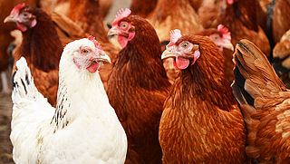 Meer supermarkten kiezen voor kip met minimaal één ster-Beter Leven