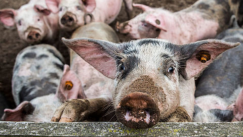 Varkens nog steeds levend gekookt in slachthuizen