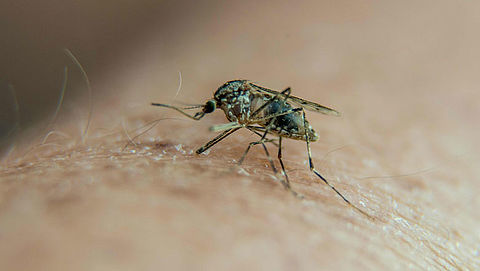 Nederlands vaccin ontwikkeld tegen malaria