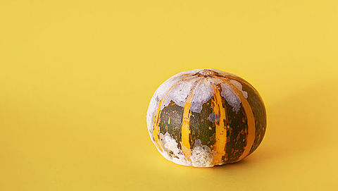 Voedsel beschimmeld: (hoe) kun je het nog eten?