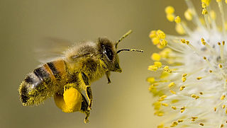 Boeren willen vrijstelling van bijengifverbod 