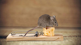 Hoe houd je muizen uit je huis?