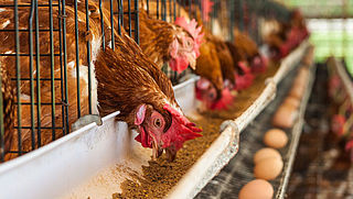 'Supermarkten maken extra winst door ophokplicht kippen'