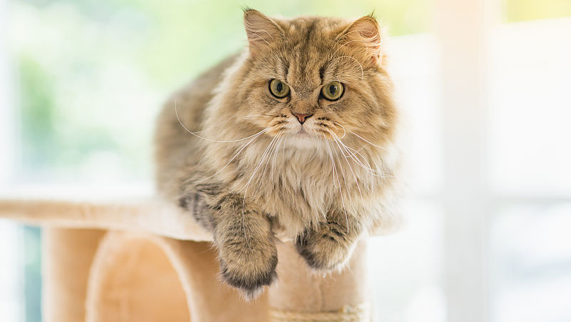 Waarschuwing voor twee kattenfokkers