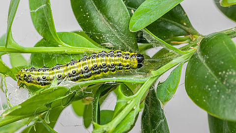 Buxusrupsen zorgen voor overlast