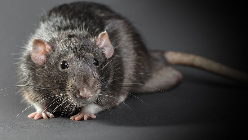 Chemisch rattengif nog steeds veel gebruikt