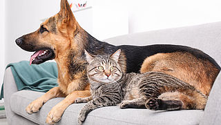 Zo maak je meubels en kleding vrij van katten- en hondenharen