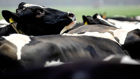 Stikstofproductie veehouders blijft net binnen de EU-norm