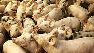 Petitie voor beroepsverbod varkensboer bijna 40.000 ondertekenaars