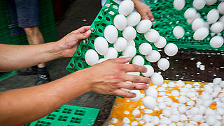 NVWA: '138 bedrijven met fipronil, geen besmette eieren meer in supermarkt'