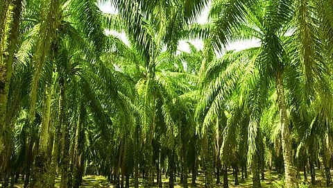 'Nederland aan kop met gebruik duurzame palmolie' 