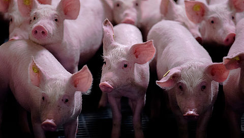 Petitie: controle varkensbedrijven moet beter
