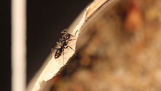 Draaigatjes gesignaleerd: nieuwe insectenplaag op komst