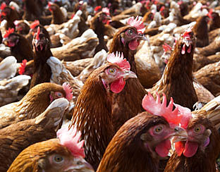 'Een op tien besmet met kippenvleesbacterie'