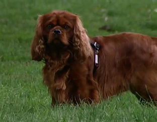Malafide puppyhandel bloeit in Zuid-Nederland