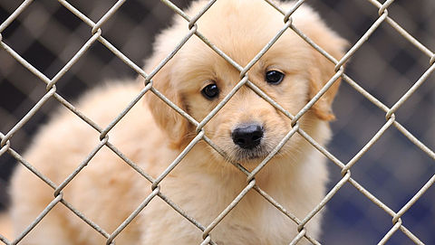 'Nederland moet regels illegale puppyhandel aanscherpen'