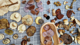Noten of paddenstoelen plukken? Hier moet je op letten