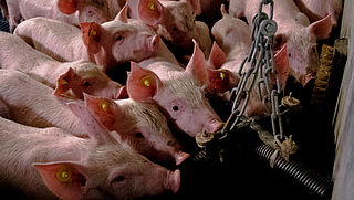 Dierenrechtenorganisaties in actie vanwege 'afgrijselijke condities' varkensstallen