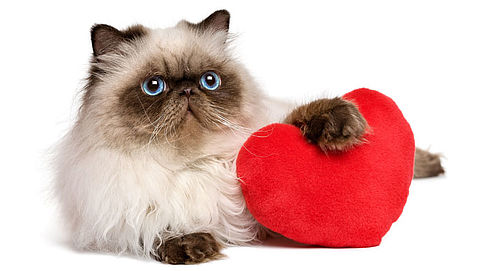 'Met valentijn verras ik mijn kat'