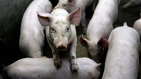 'Misstanden varkensfokkerij normale gang van zaken'