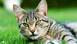 Kat maakt veel dierlijke slachtoffers: uitlaten of binnenhouden?
