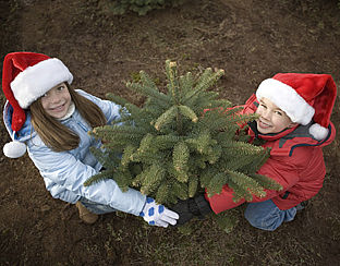 Lokkertjes voor ordelijke kerstboomopruiming