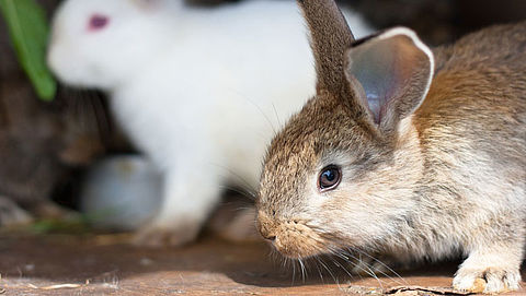 Europees Parlement wil minder dierenleed bij konijnenhouderijen