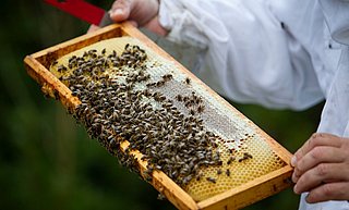 Honing stijgt in prijs door oorlog Oekraïne: ook honing-mosterddressing en honingdropjes worden duurder