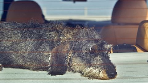 'Laat je hond of kind in deze hitte geen minuut achter in de auto'