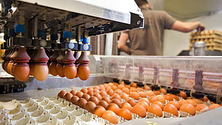 NVWA waarschuwt voor met salmonella besmette eieren