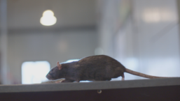 Het opkomende rattenprobleem in Nederland