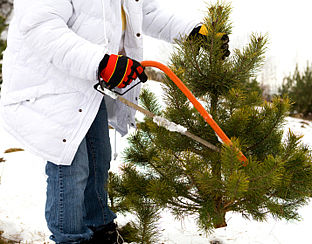 Gratis kerstbomen staan klaar