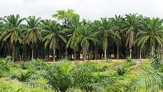 'Nog steeds kinderarbeid in de palmoliesector' 
