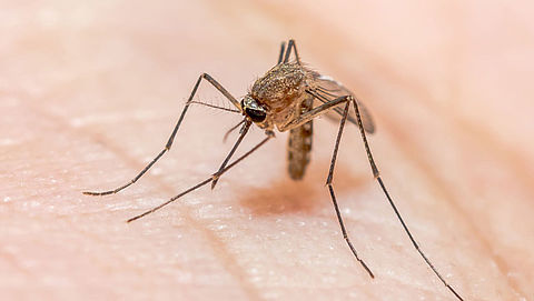 Met opzet besmetten voor ‘veelbelovend' malariavaccin