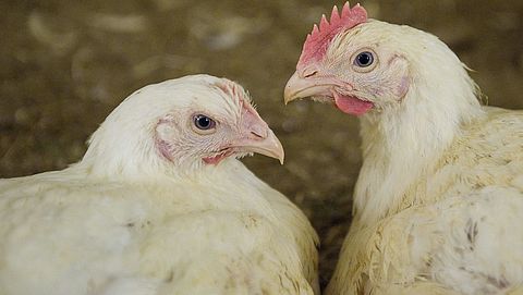 Meer duurzame kip in de winkels, maar nog lang niet genoeg