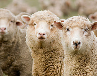 Lokschapen ingezet als middel tegen teken