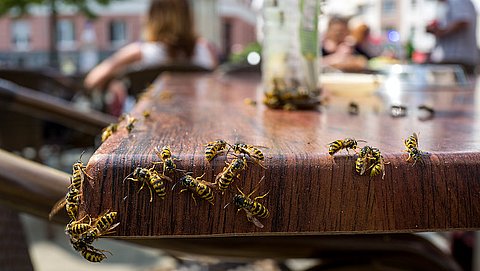 Hoe verjaag je wespen op een diervriendelijke manier?