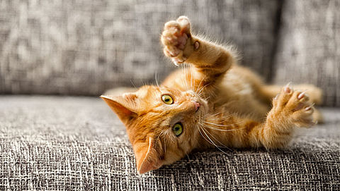 Een kat als huisdier, hoeveel geld en tijd kost dat?