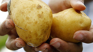 Telers spuiten koper op bio-aardappelen