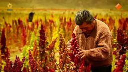 De quinoa-hype
