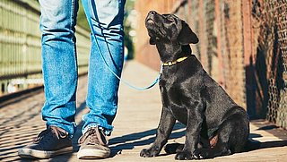 Actievoerders protesteren tegen illegale puppyhandel Marktplaats